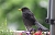 Amsel im Sommer