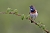 Blaukehlchen