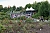 Rosengarten von Bad Langensalza (Archiv)