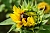 Sonnenblume mit Biene