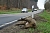 Liebestolles Wildschwein nach Zusammensto&szlig; mit einem Auto