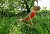Im Wald und auf der Wiese f&uuml;hlen sich Zecken wohl
