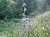 Die imposante, in Deutschland vom Aussterben bedrohte Borstige Glockenblume (Campanula cervicaria) geh&ouml;rt zu jenen Arten, f&uuml;r deren Erhaltung an ihren letzten Harzer Wuchsorten wir uns aktiv und mit Erfolg einsetzen.