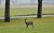 Symbolbild Wild - Rehbock