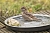 Ein Spatz beim Bad