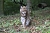 Kater Siron aus dem Wildkatzendorf