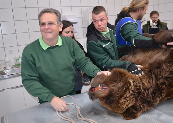 Bild: Ein B&auml;r wird verarztet