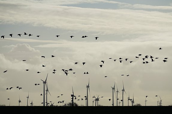 Windpark - Zuggänse (Foto: Michaela auf Pixabay)